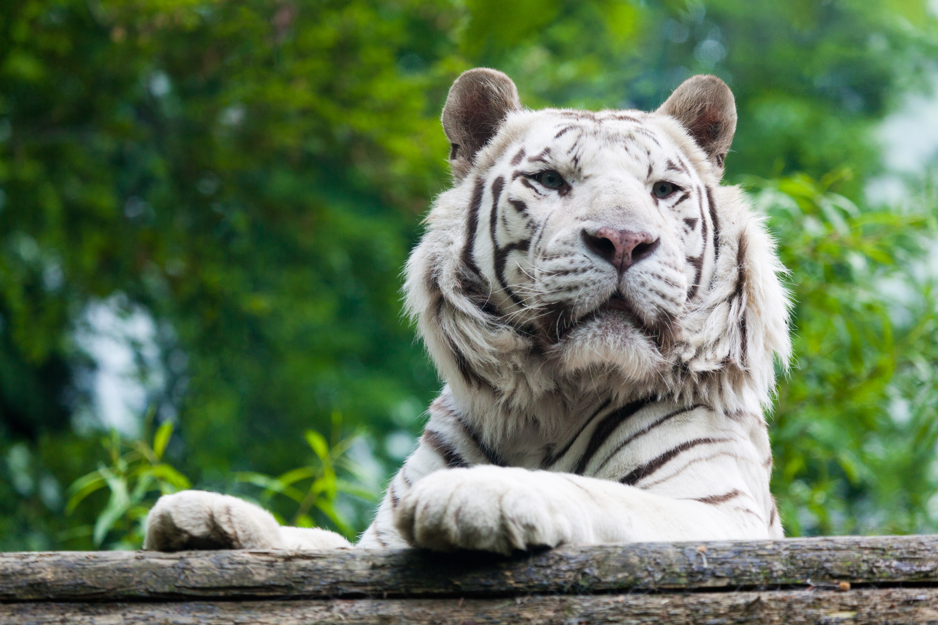 albino animal big free photo