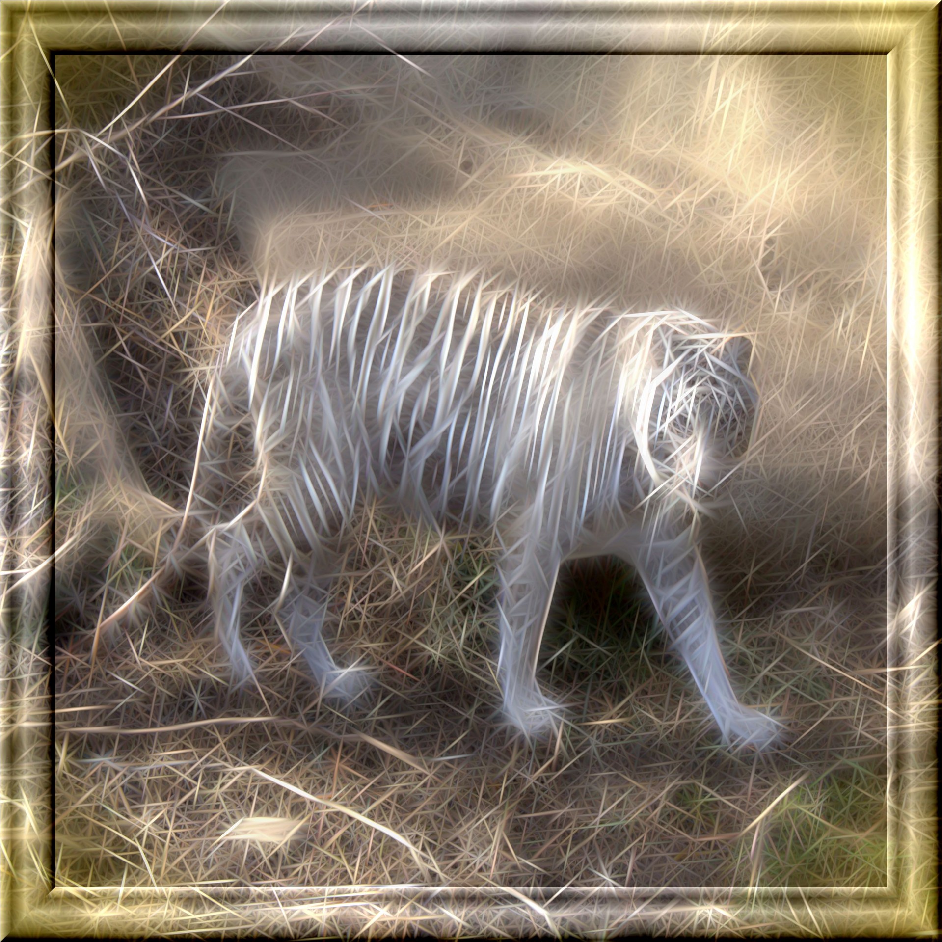 white tiger animal free photo