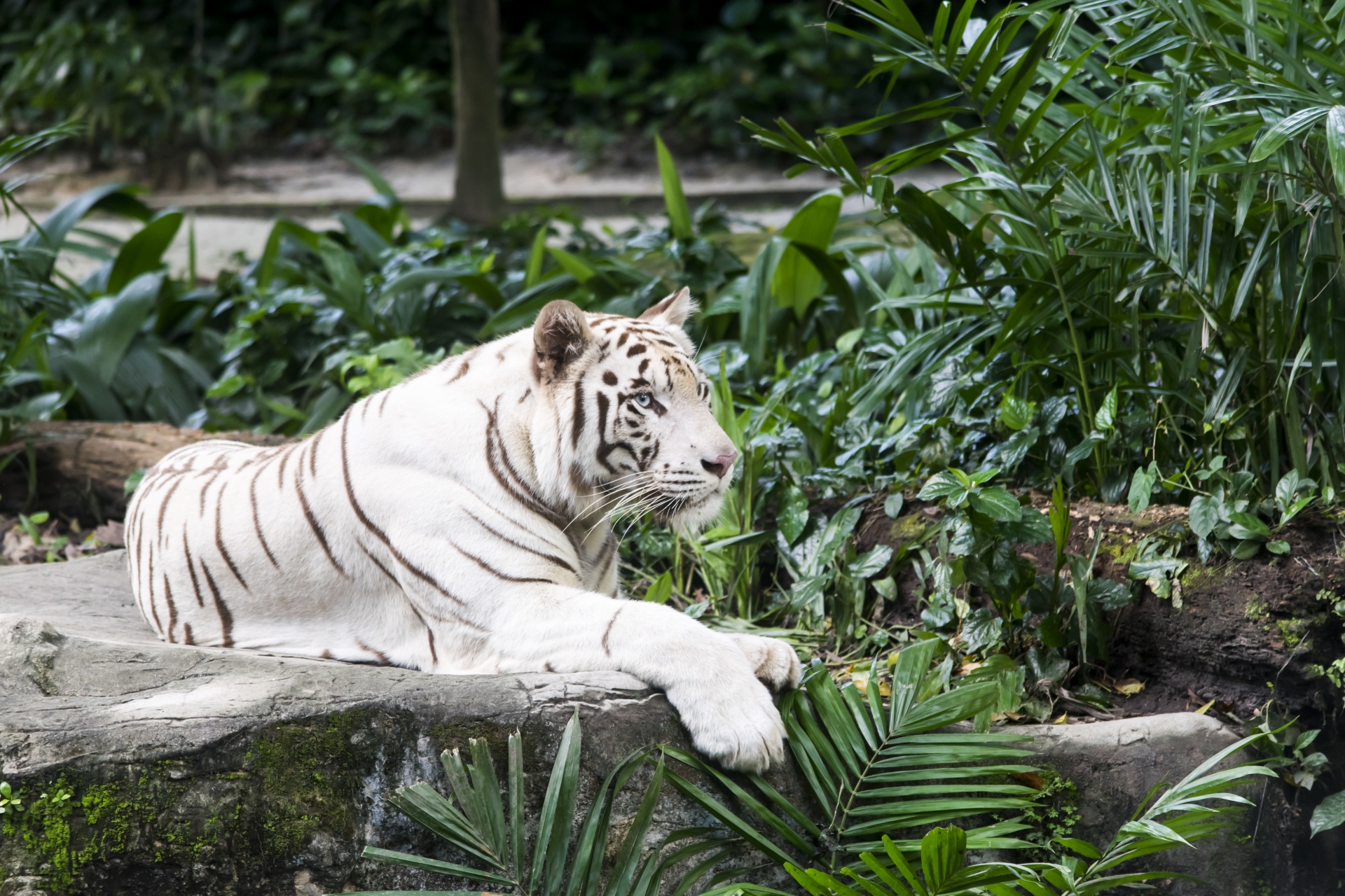 white tiger tigers cat free photo