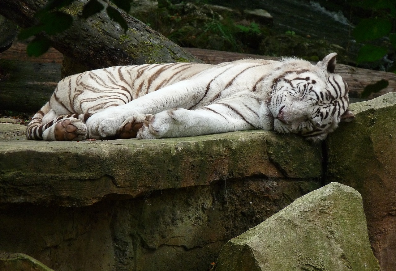 white tiger feline wild animal free photo