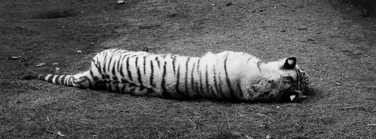 white tiger black and white siesta free photo