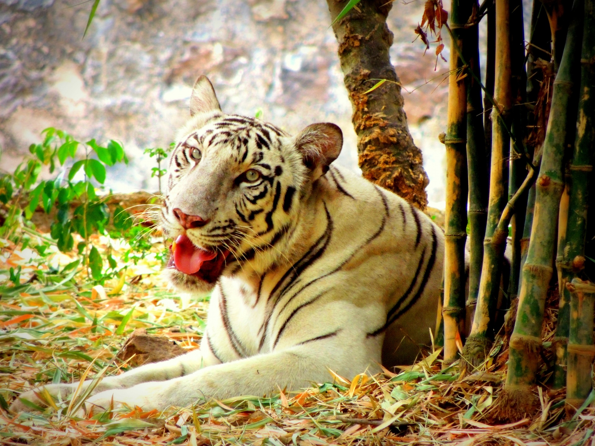 royal bengal tigers free photo
