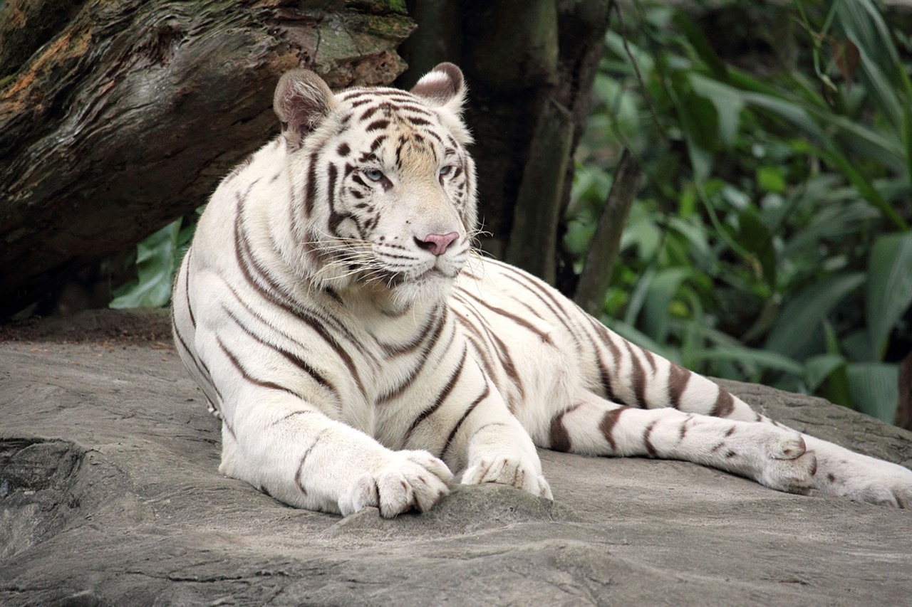 bengal tiger white tiger animal free photo