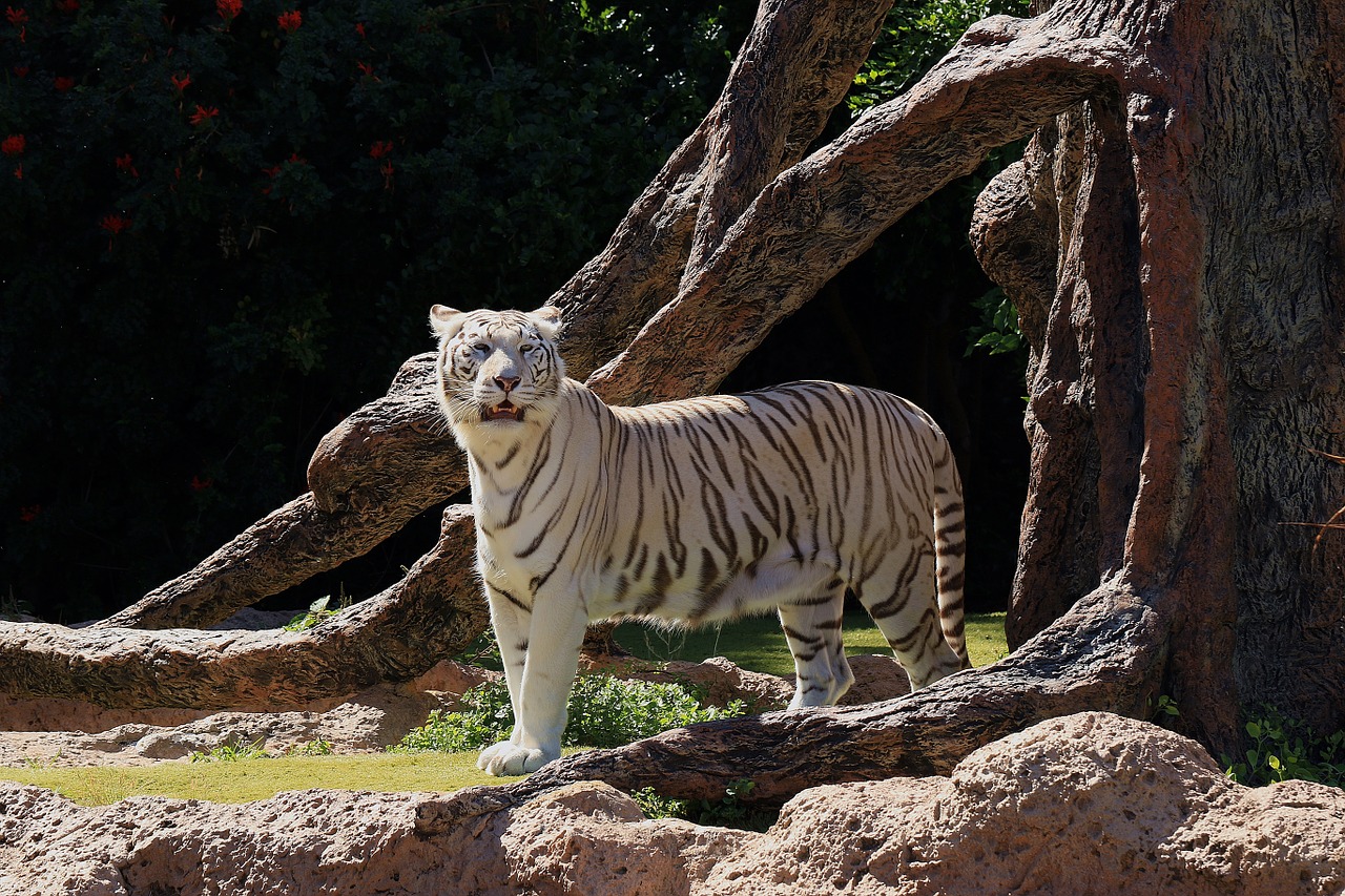 white tiger dangerous wild free photo