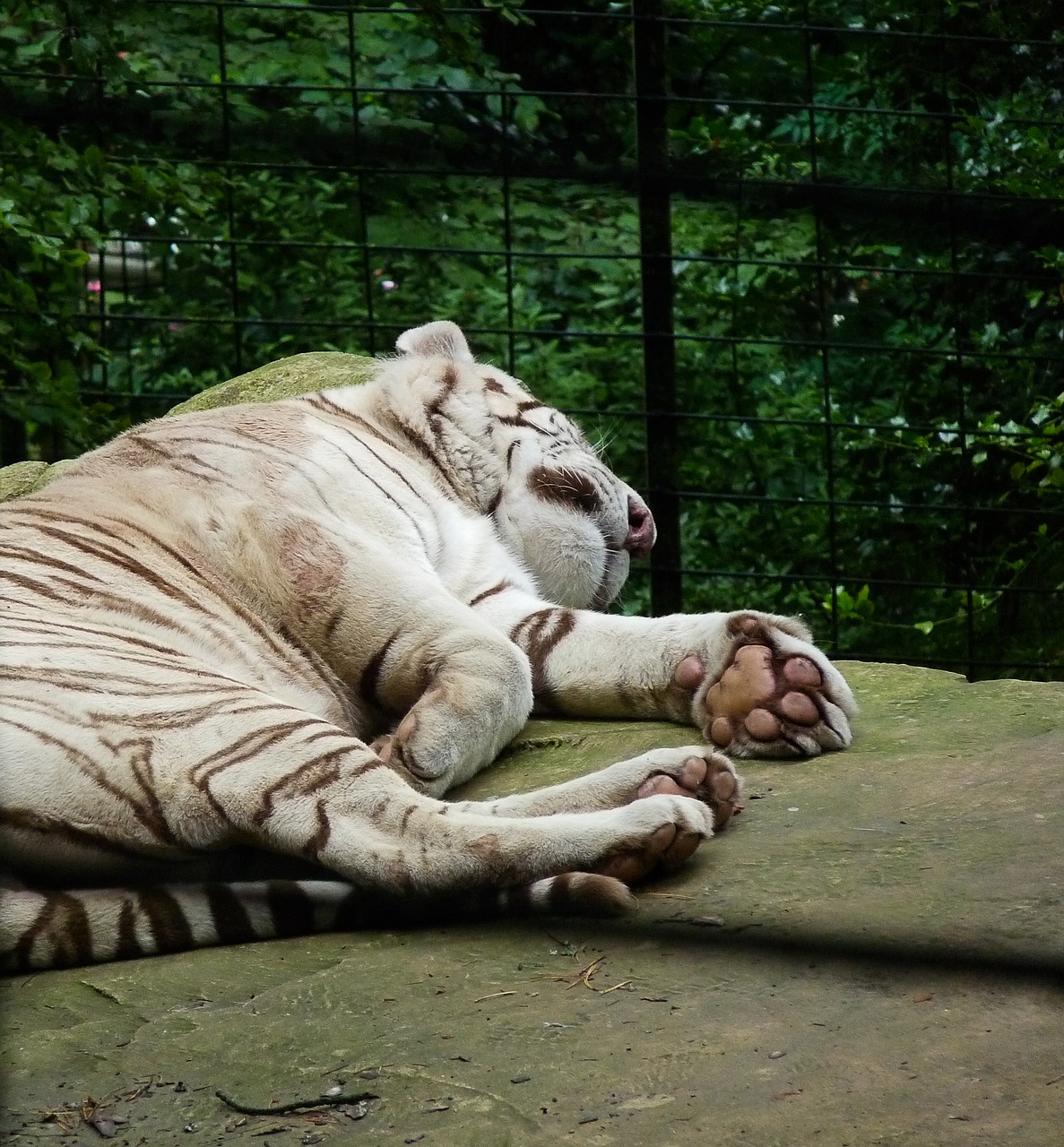 white tiger feline zoo free photo