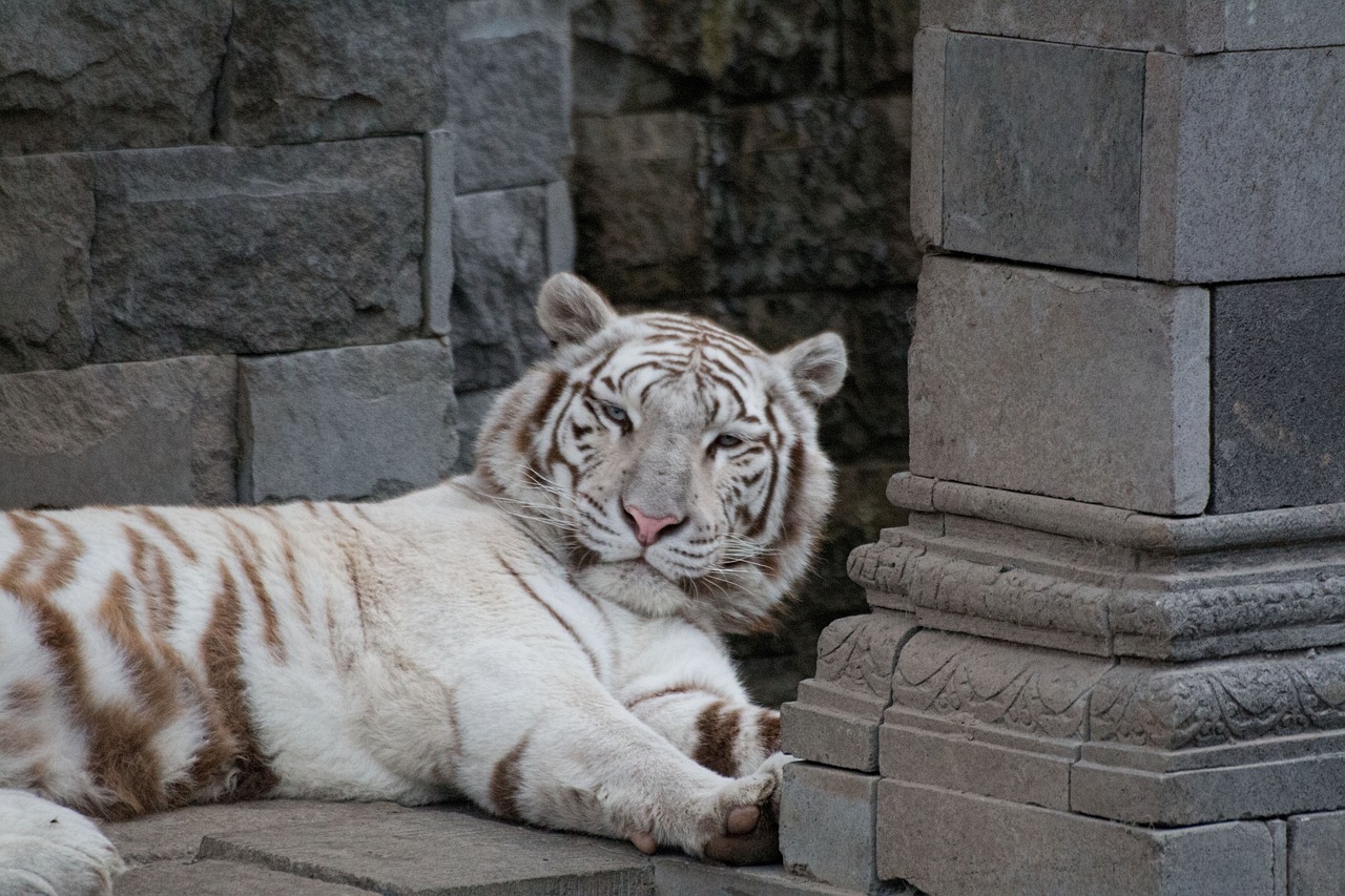 white tiger feline mammal free photo