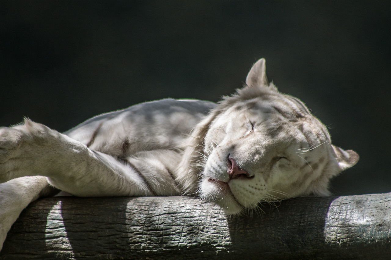 white tiger sleep zoo free photo