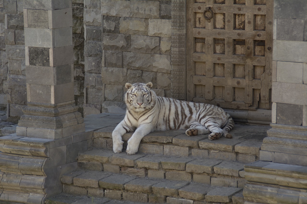 white tiger animals feline free photo