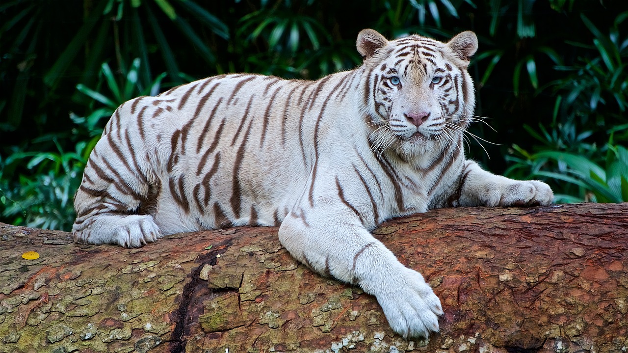 white tiger panthera tigris tigris bengal tiger free photo