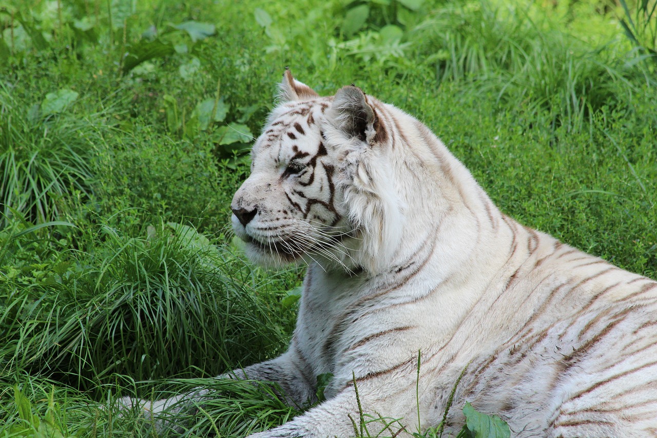 white tiger mammal zoo free photo