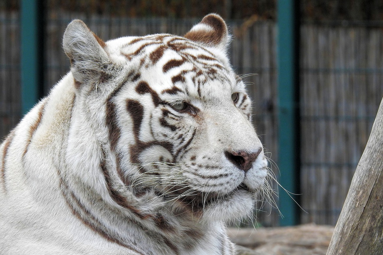 white-tiger  tiger  white free photo