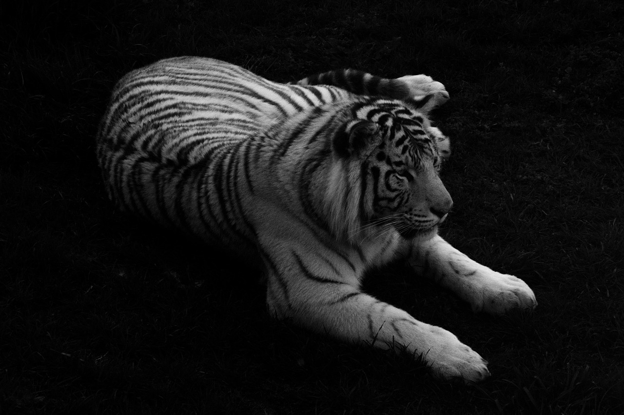 white tiger  tiger  white free photo