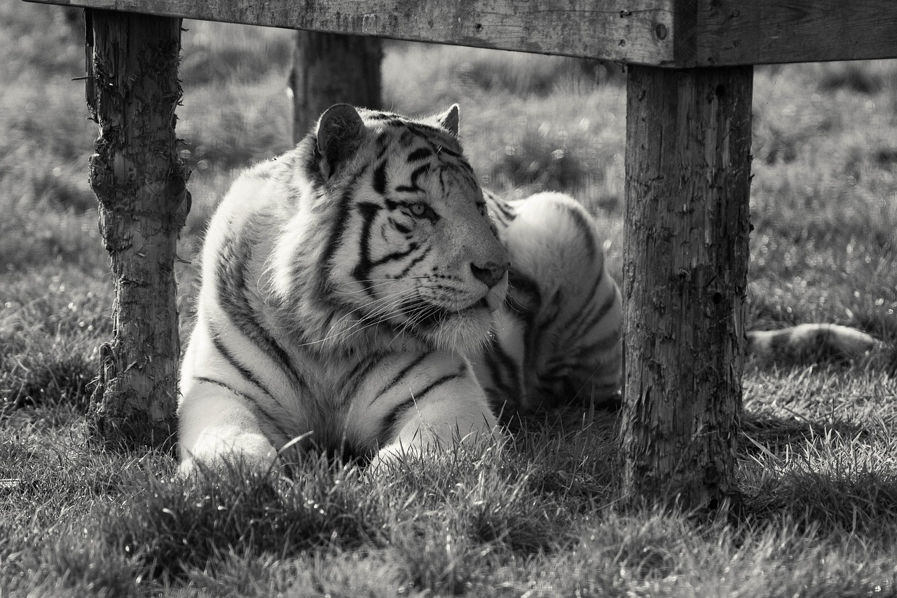 white tiger  captivity  tiger free photo