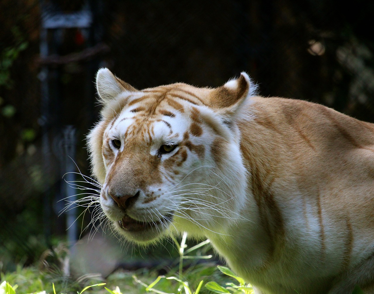 white tiger big cat cat free photo