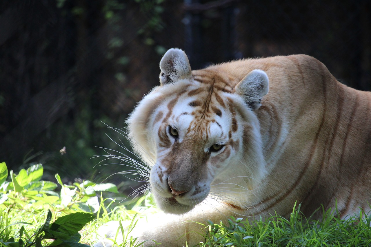 white tiger tiger cat free photo