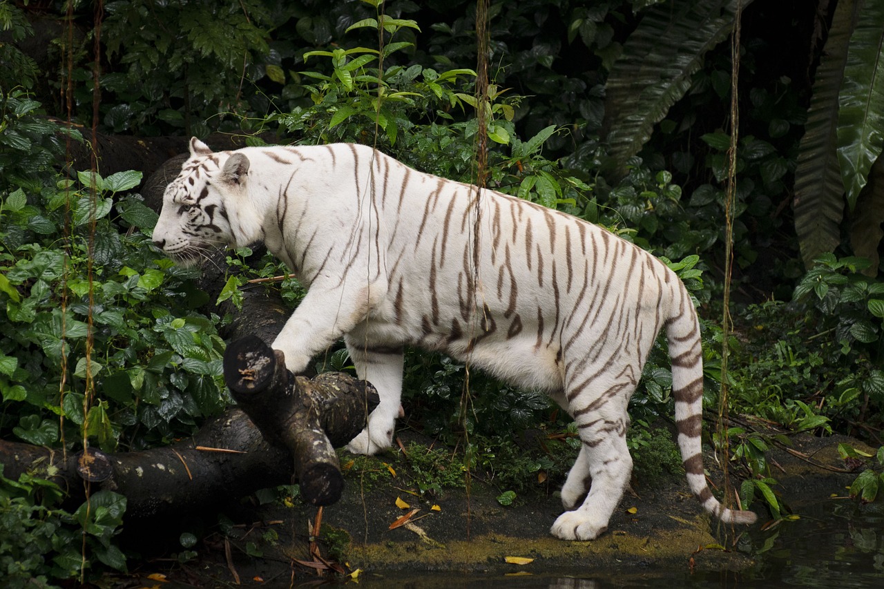 white tiger zoo singapore free photo
