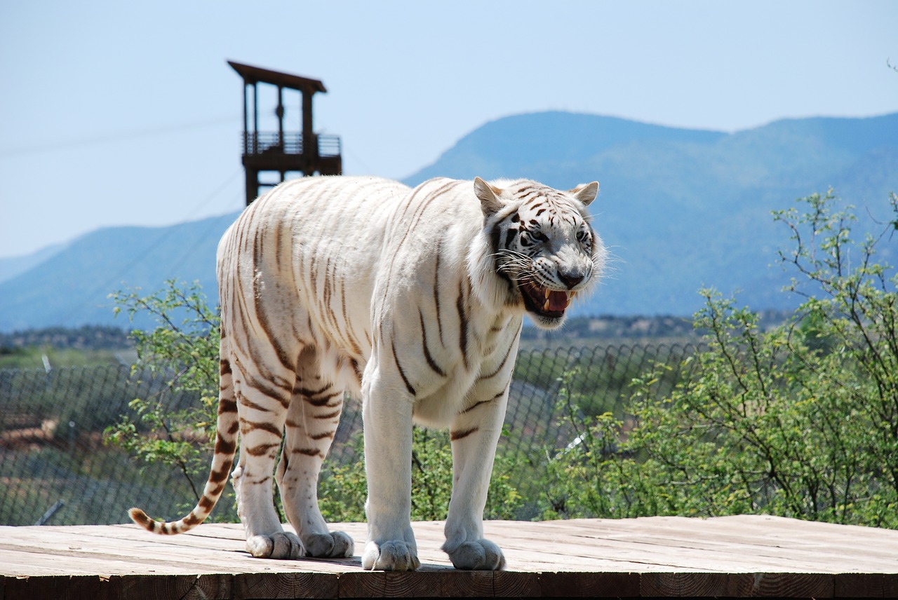 white tiger tiger animal free photo