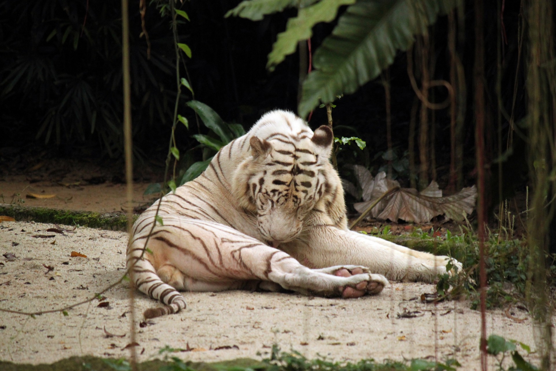 white tiger sitting free photo