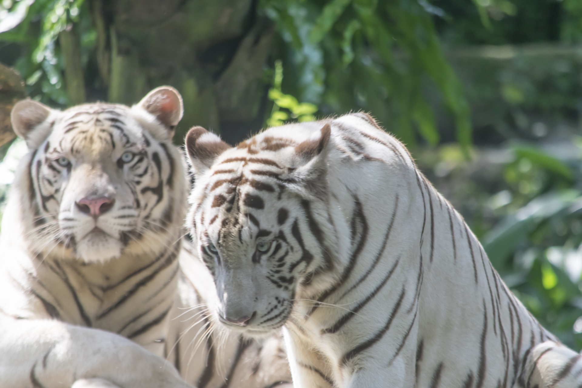 white tiger tiger cat free photo