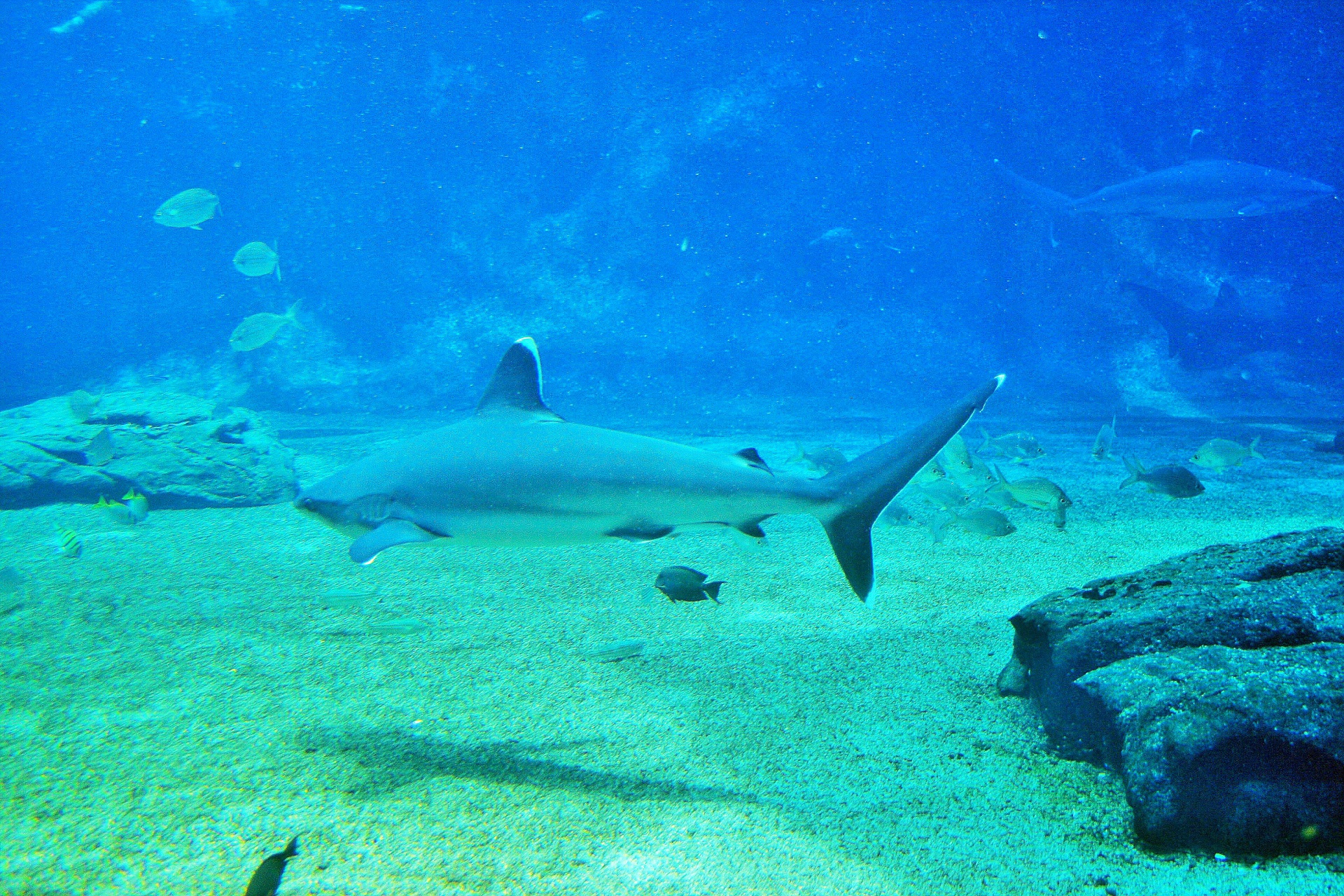 shark grey fin tips free photo