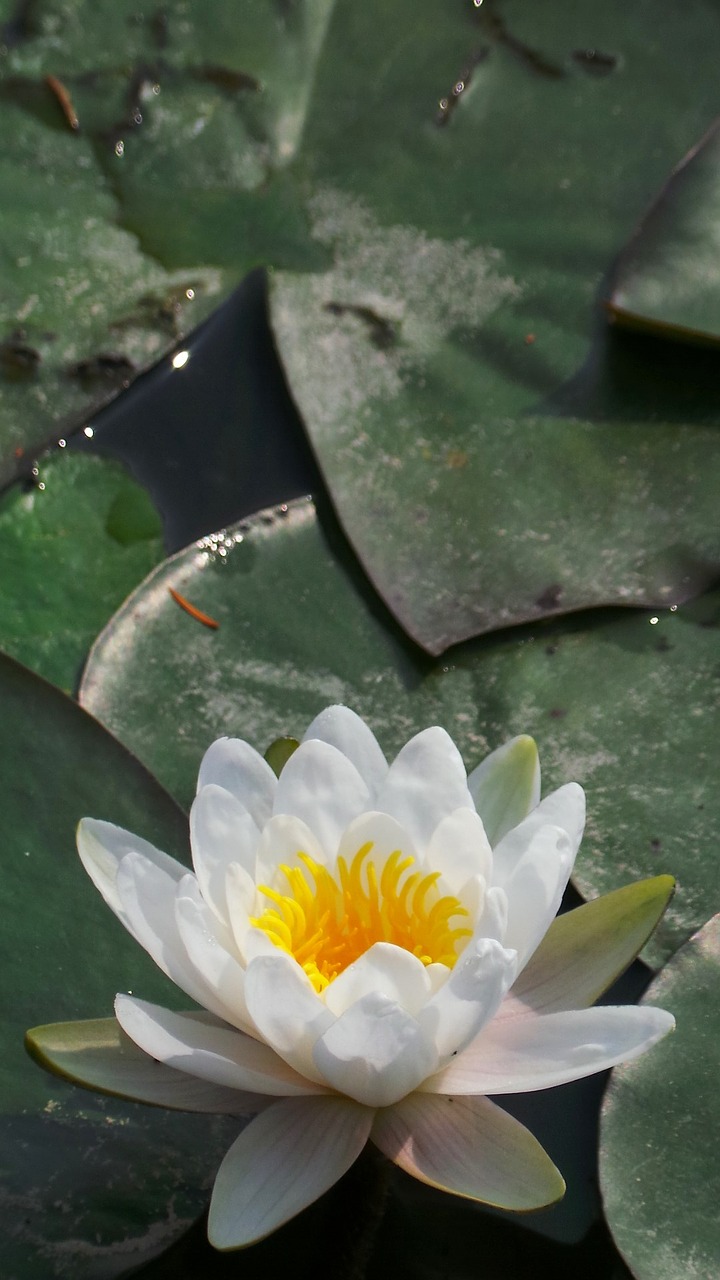 white training underwater plants pond free photo