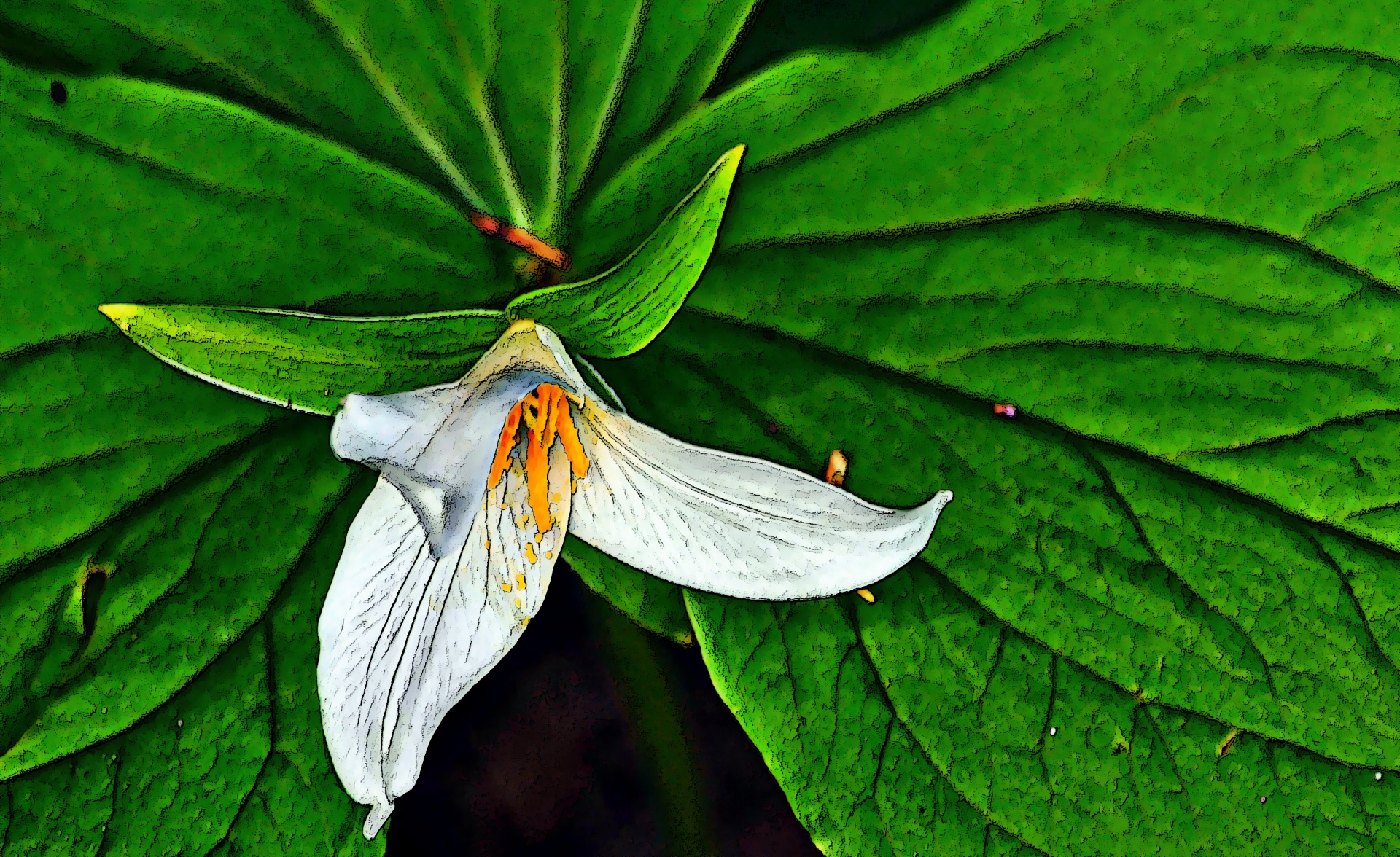 flower trillium white free photo