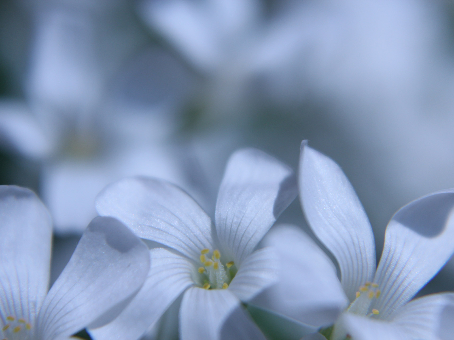 flower flowers white free photo