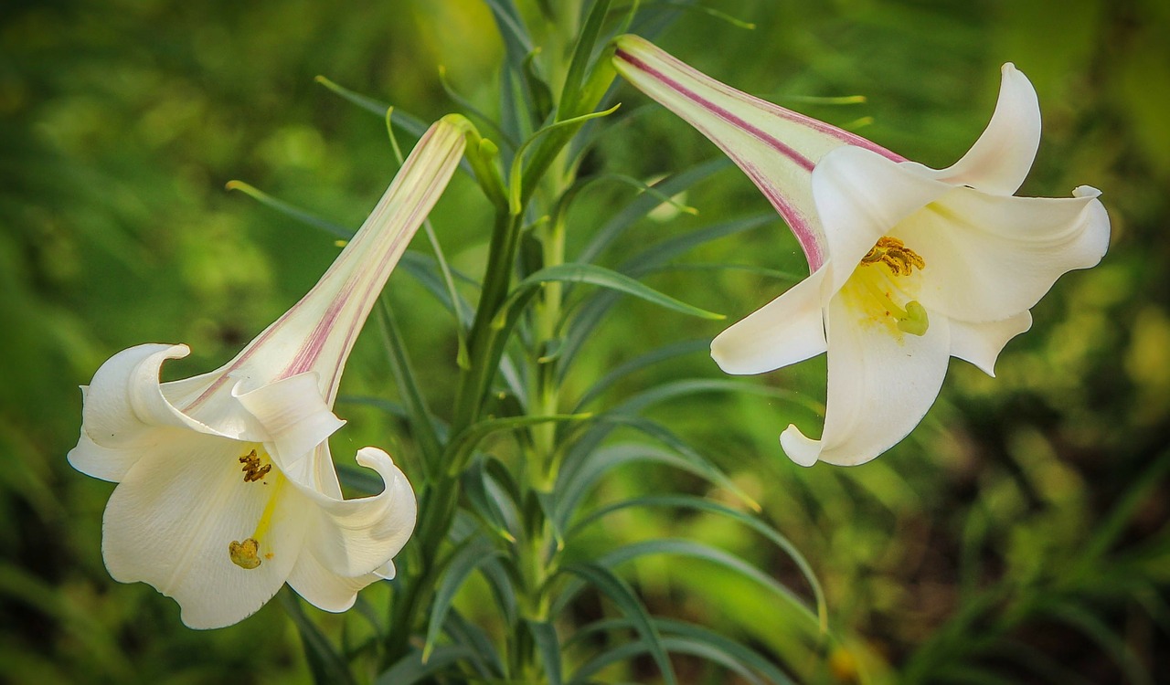 white trumpet lily lilium formosanum bulb free photo