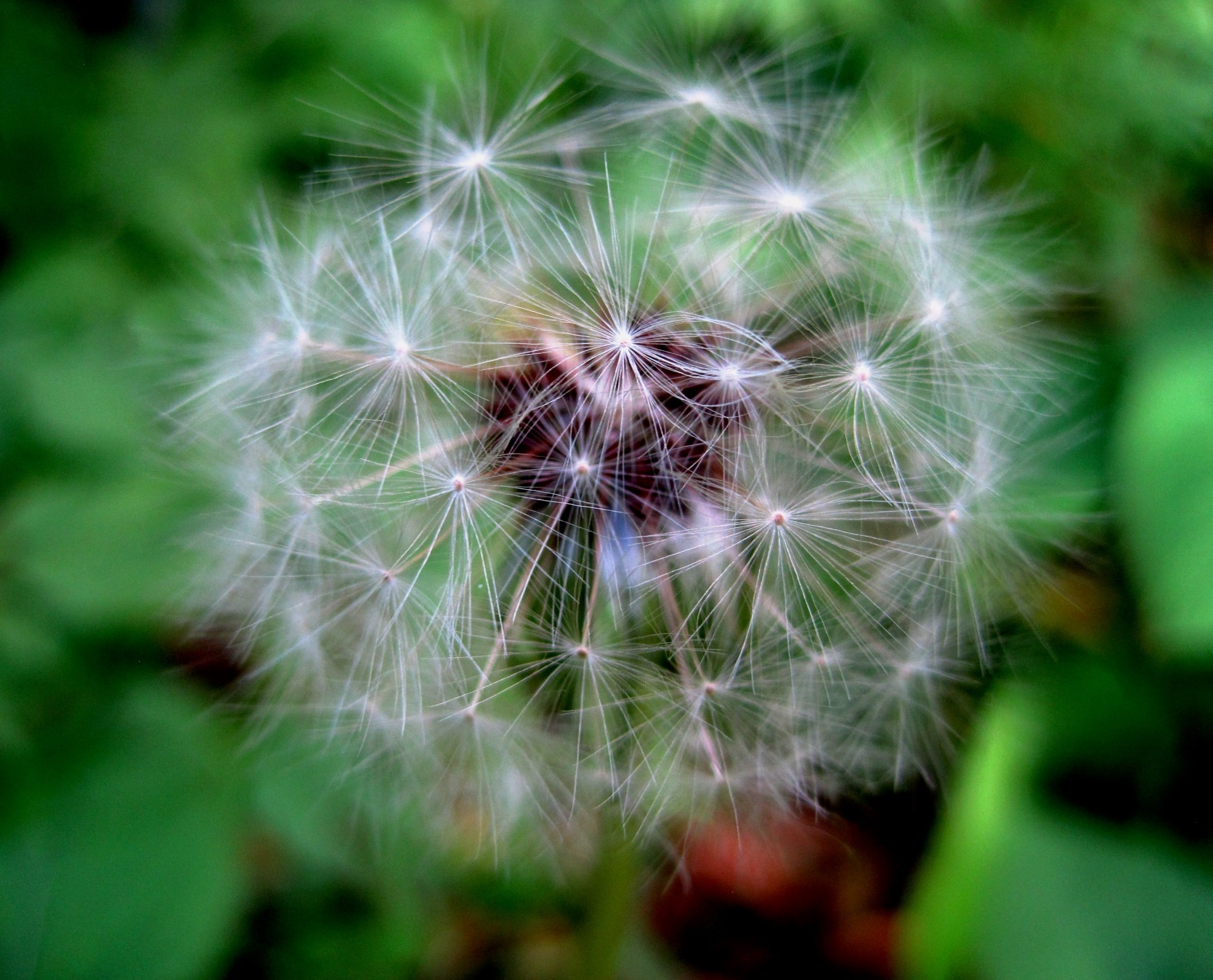 dandelion seed head free photo