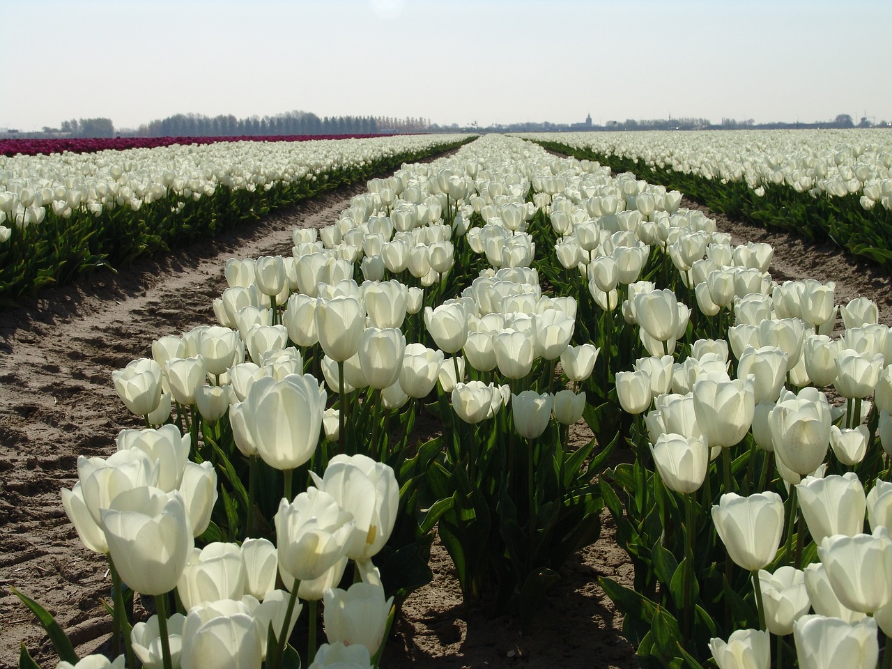 white tulip flower tulip free photo