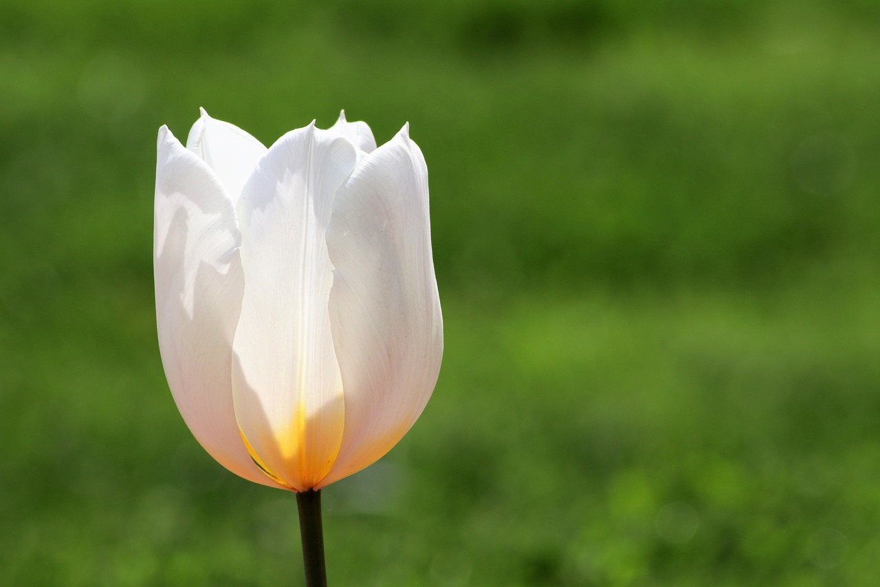 white tulip  bright  flower free photo
