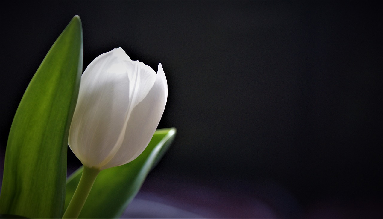 white tulip  background  tulips free photo