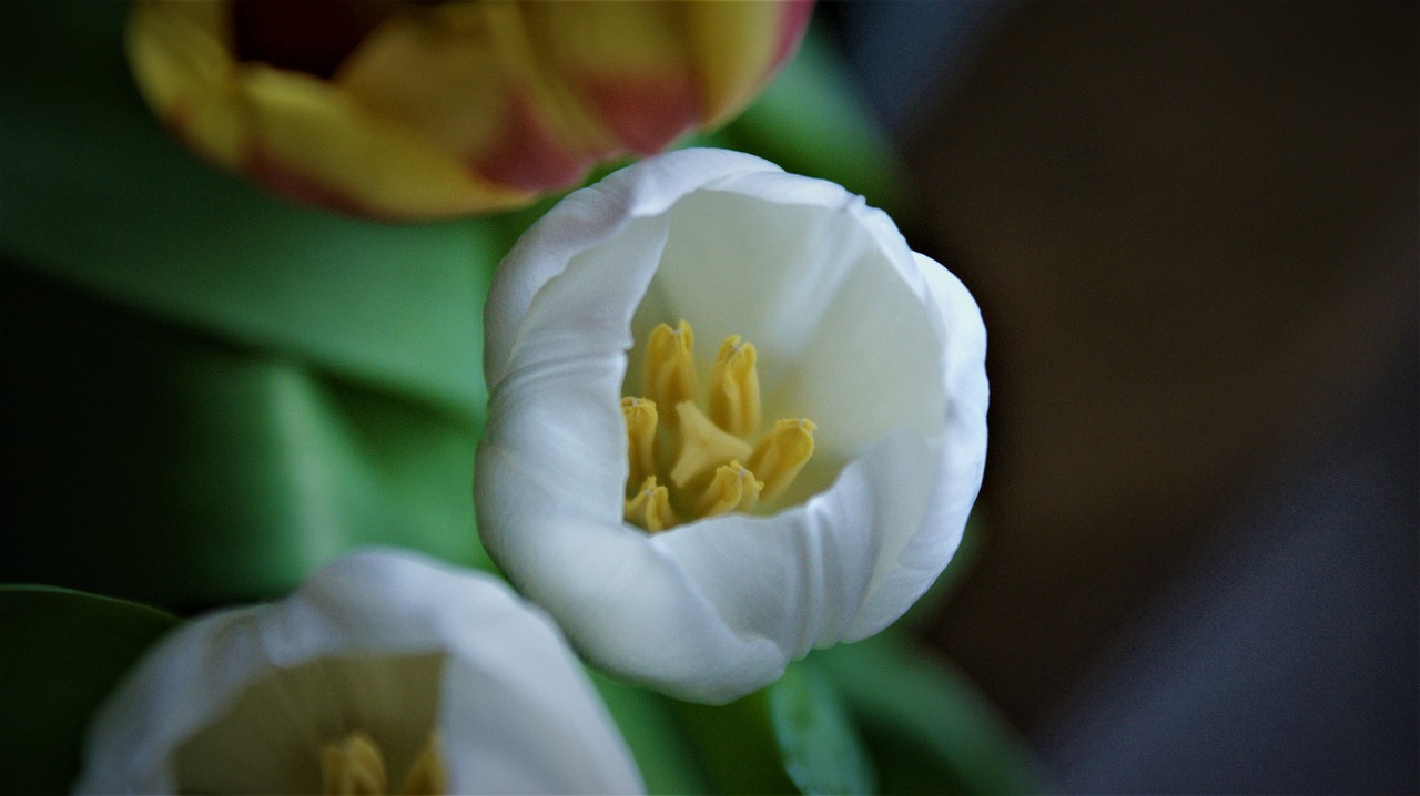 white tulip  details  flower free photo