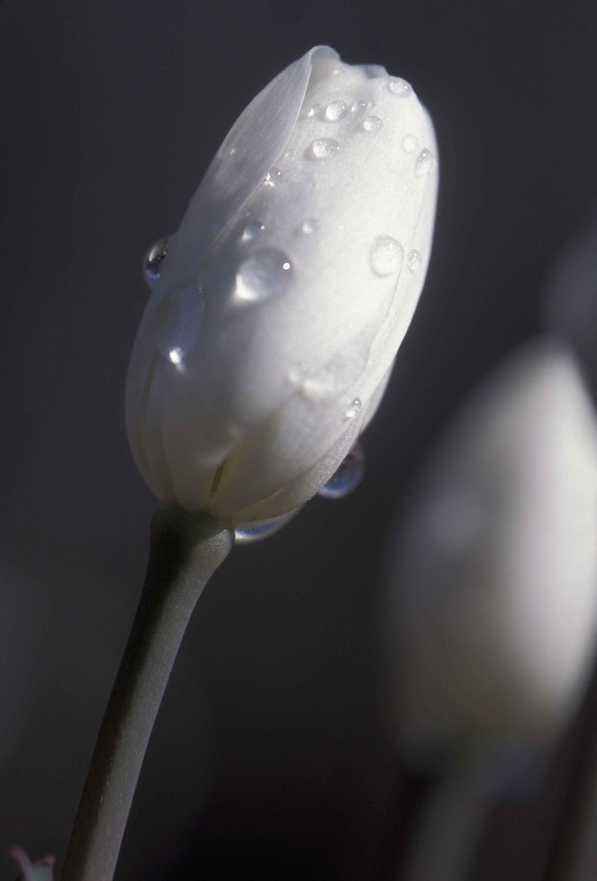 white tulip buds dew macro free photo