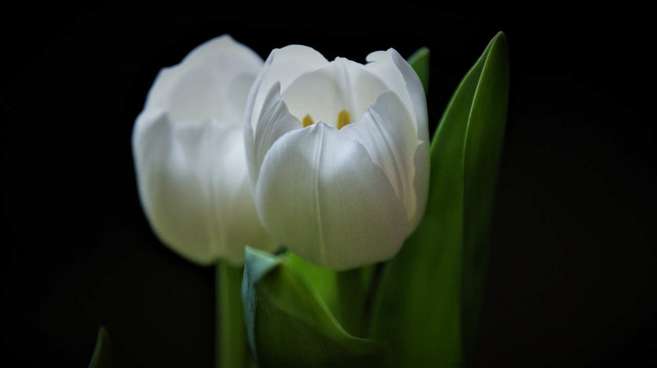 white tulips  tulip  flower free photo