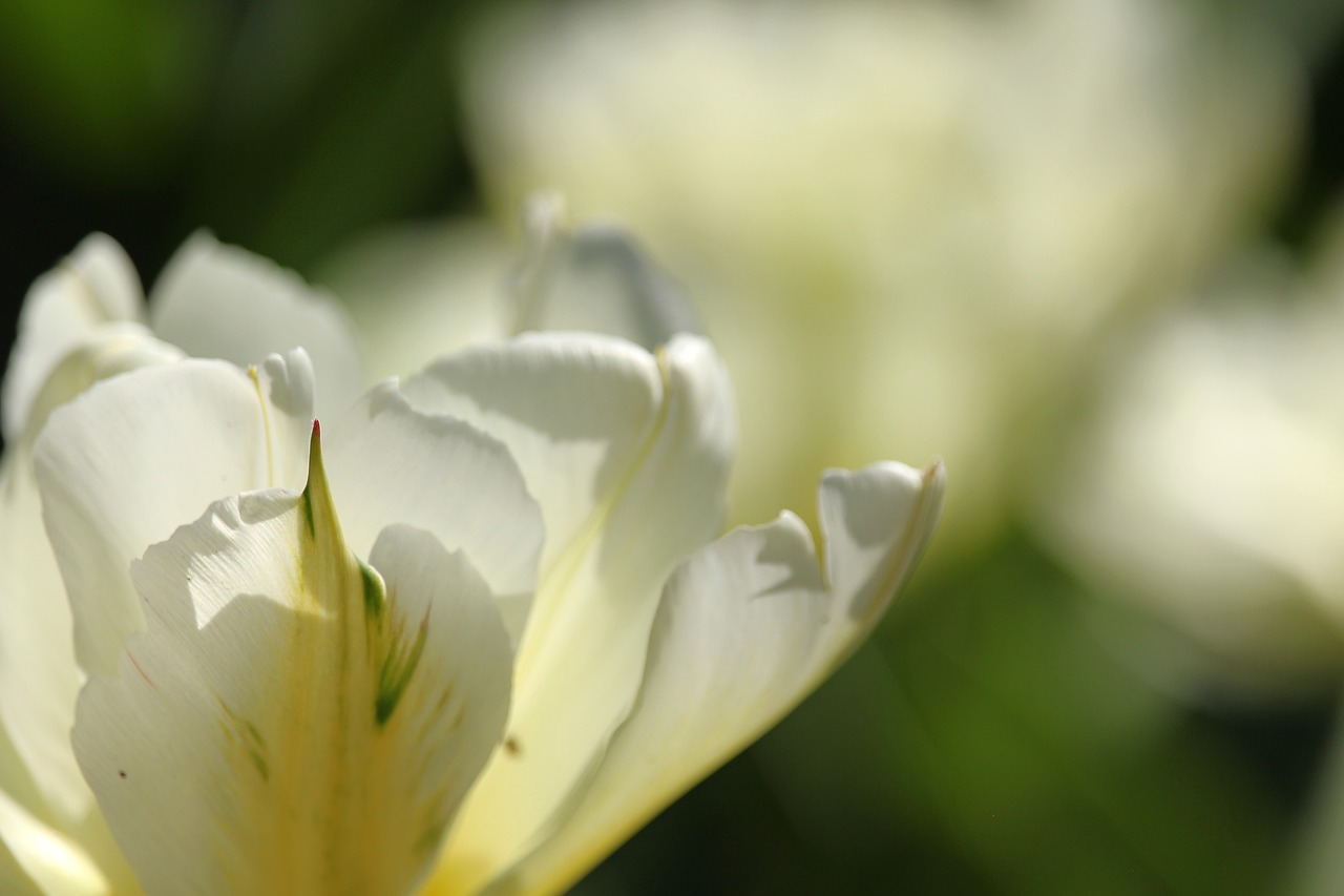 white tulips  tulip bed  spring free photo