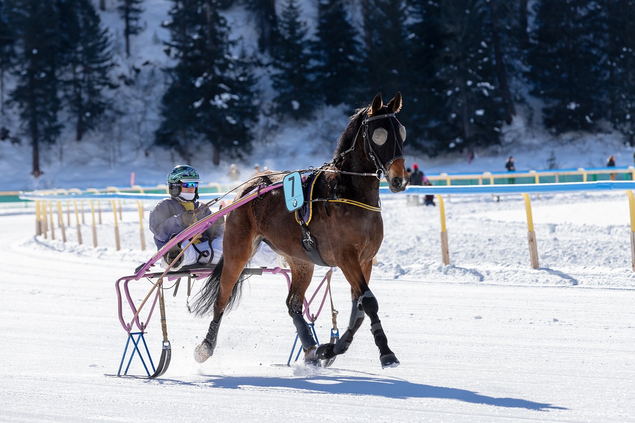 white turf  horse racing  ice free photo