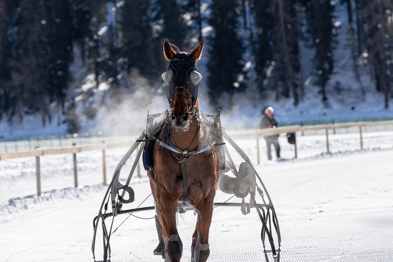 white turf  horse racing  ice free photo