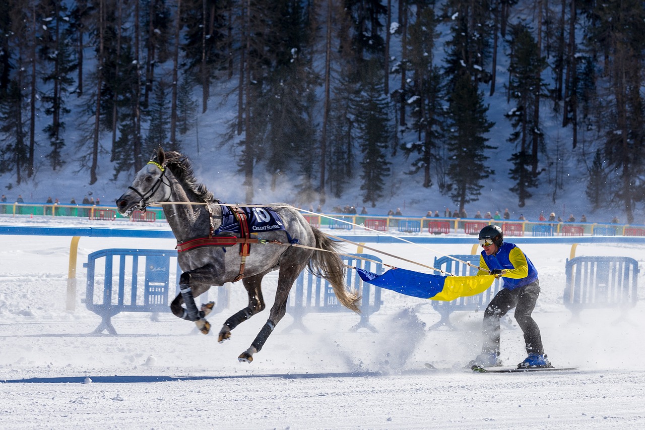 white turf  horse racing  ice free photo