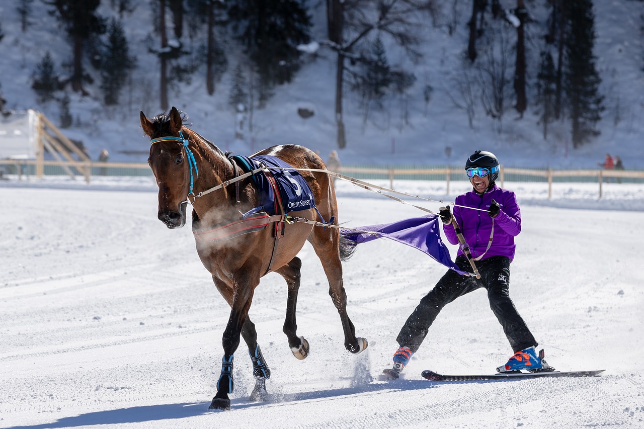 white turf  horse racing  ice free photo