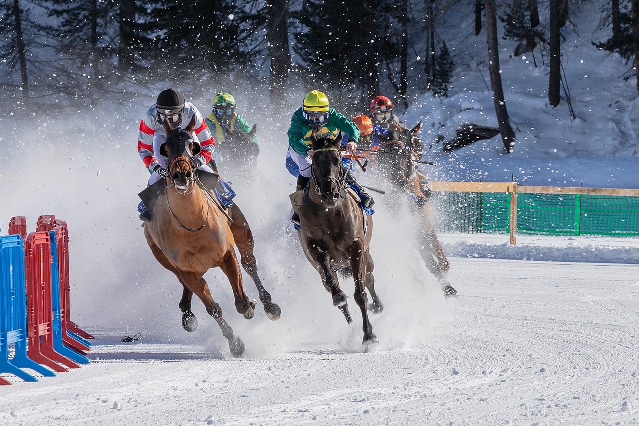 white turf  horse racing  ice free photo
