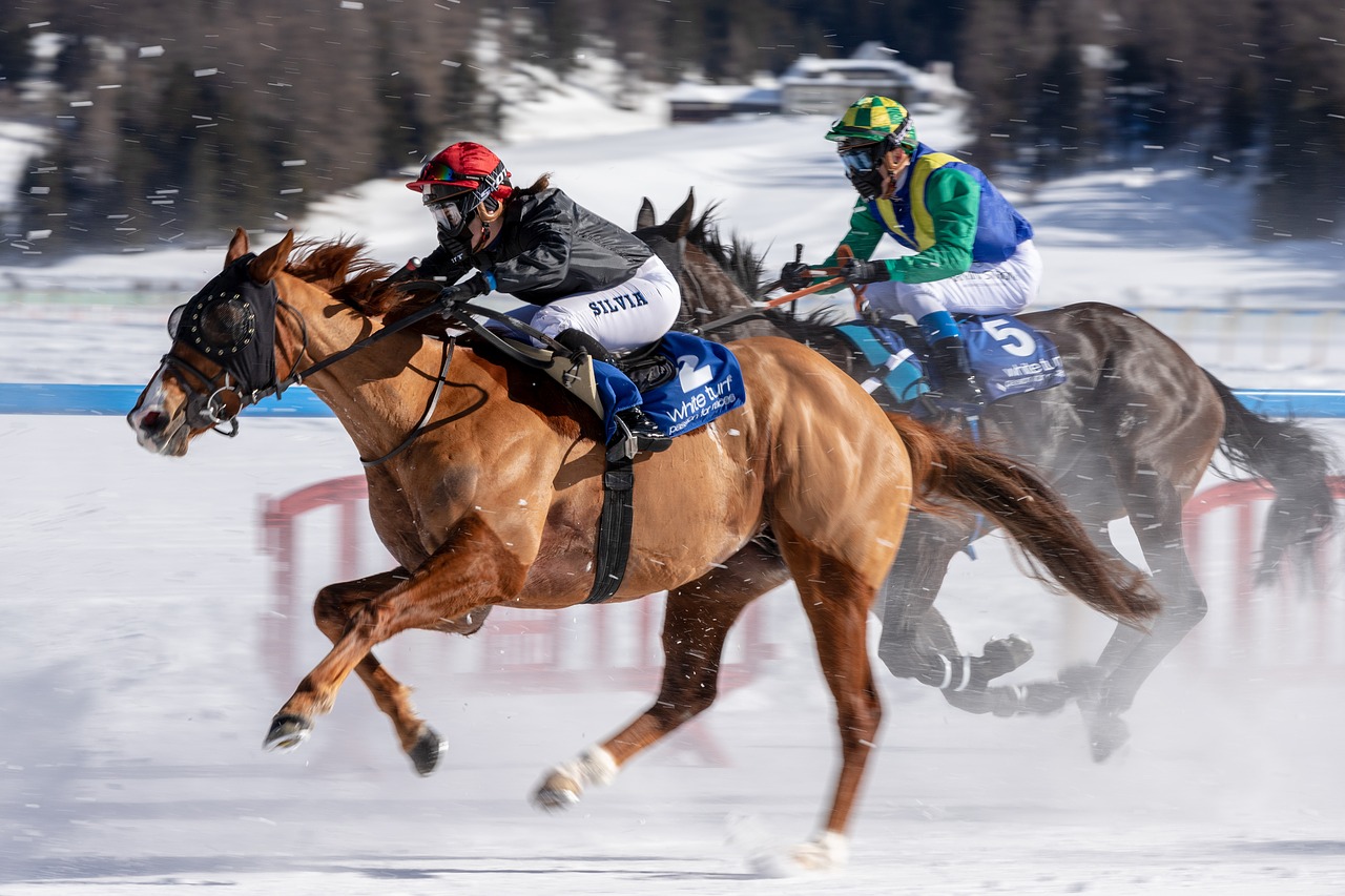 white turf  horse racing  ice free photo