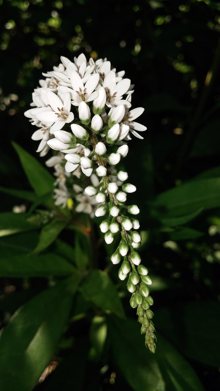 white veronica flower veronica spicata free photo