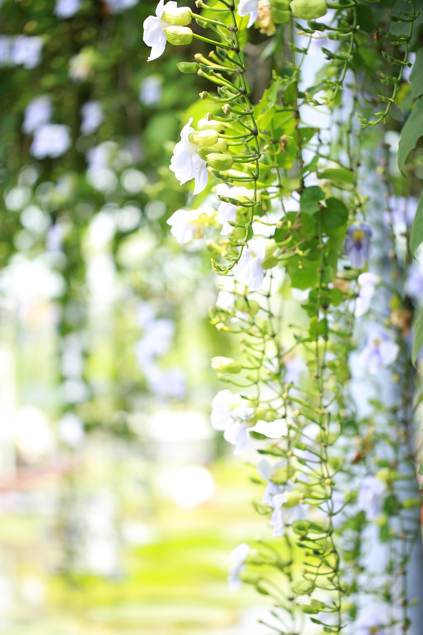 white vine flower day scenic plant free photo