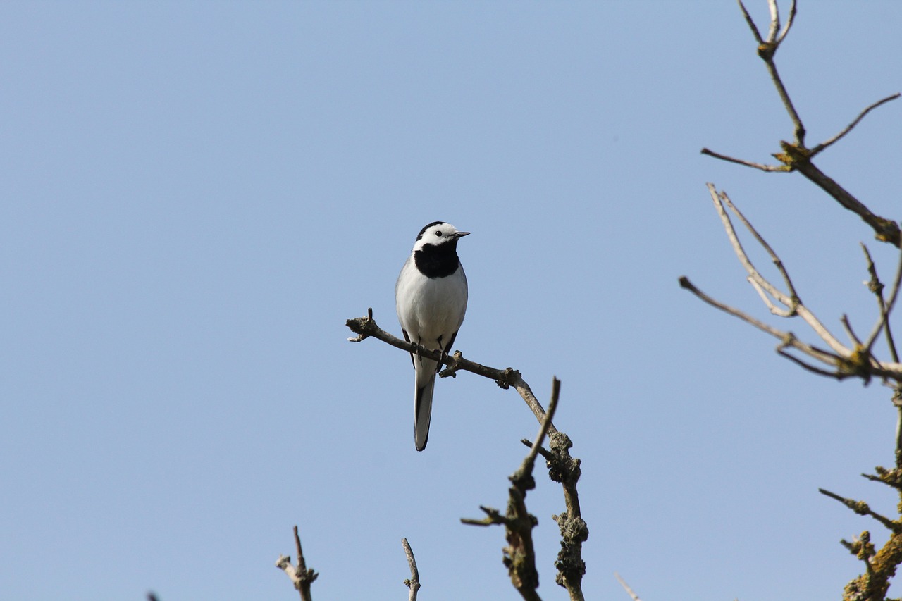 white wagtail birds nature free photo