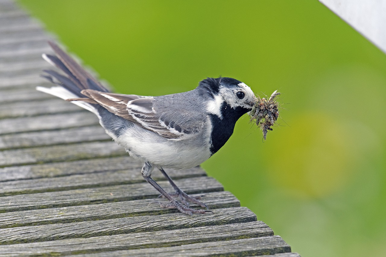 white wagtail delivery hero bird free photo