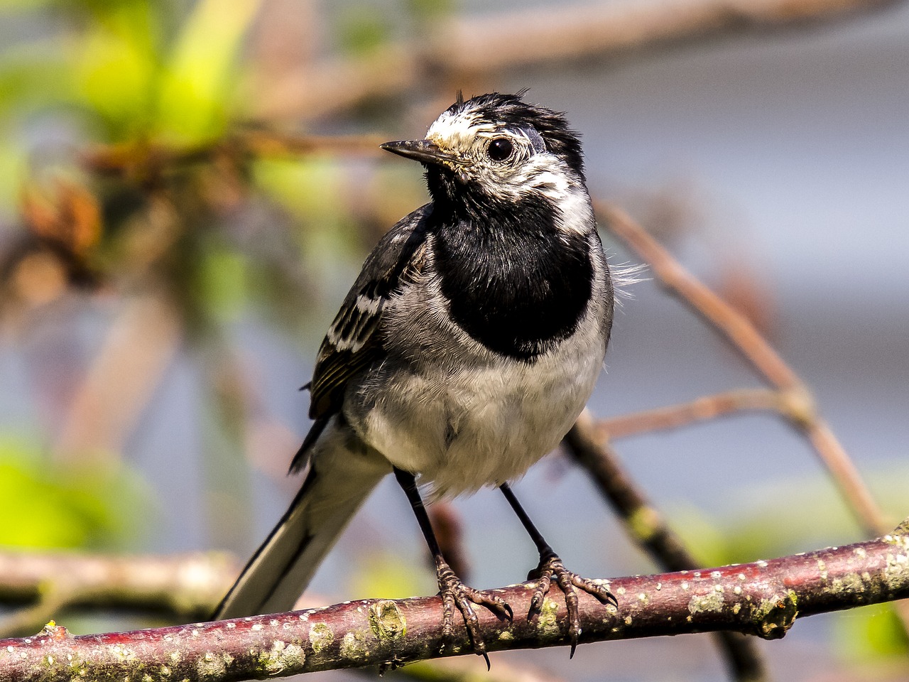 white wagtail bird songbird free photo