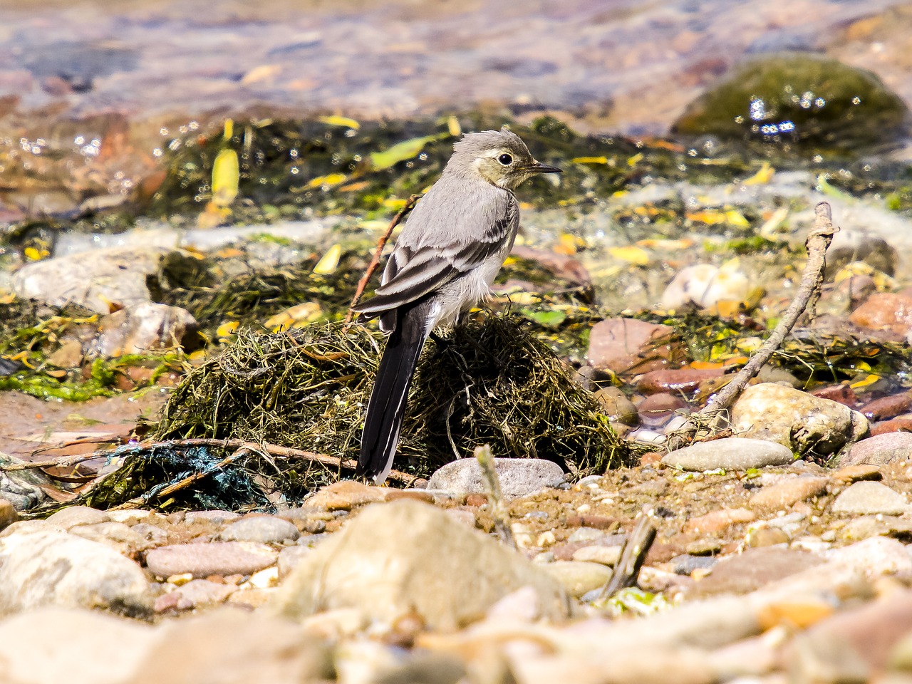 white wagtail bird songbird free photo