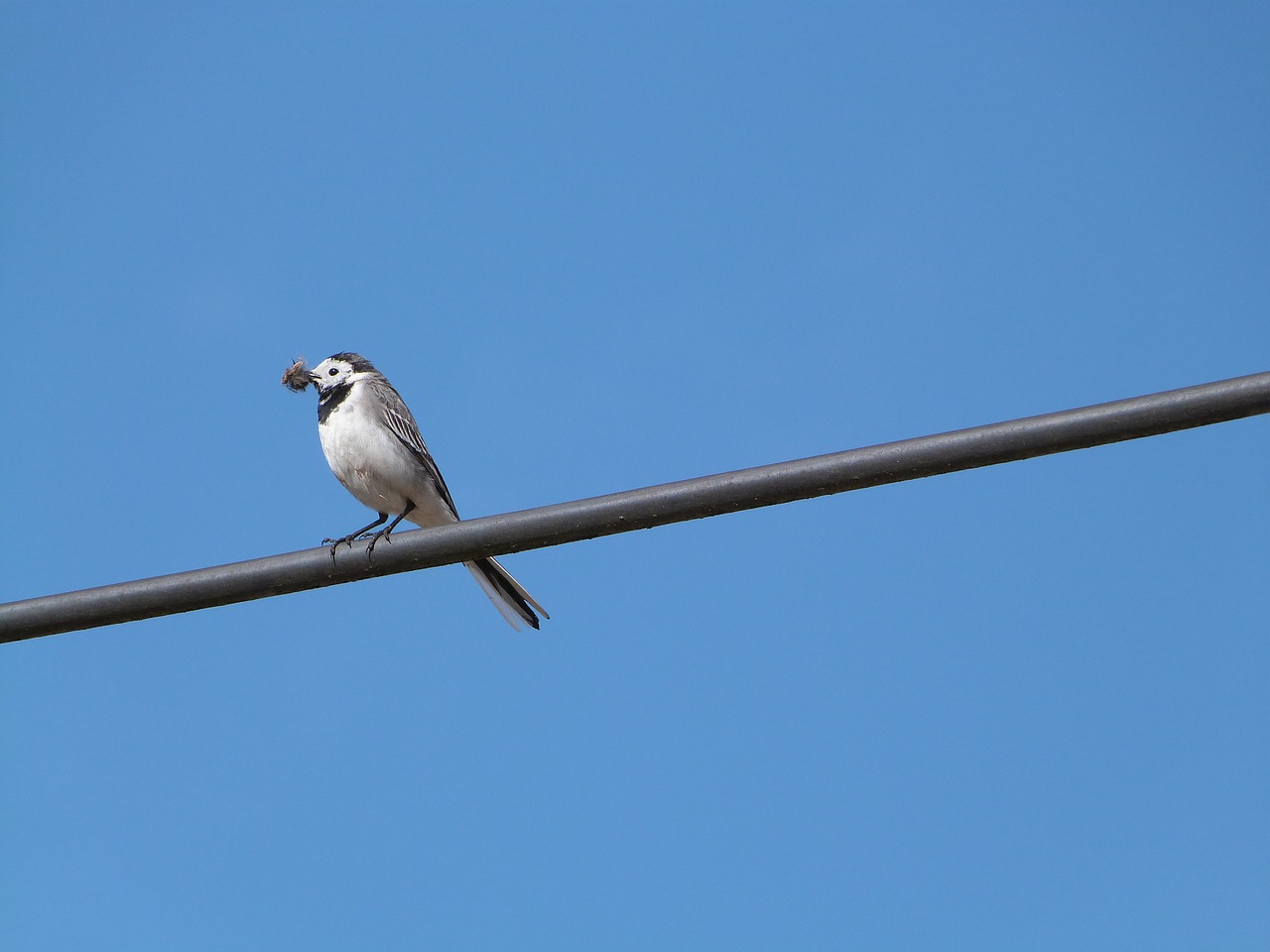 white wagtail bird hochequeue free photo