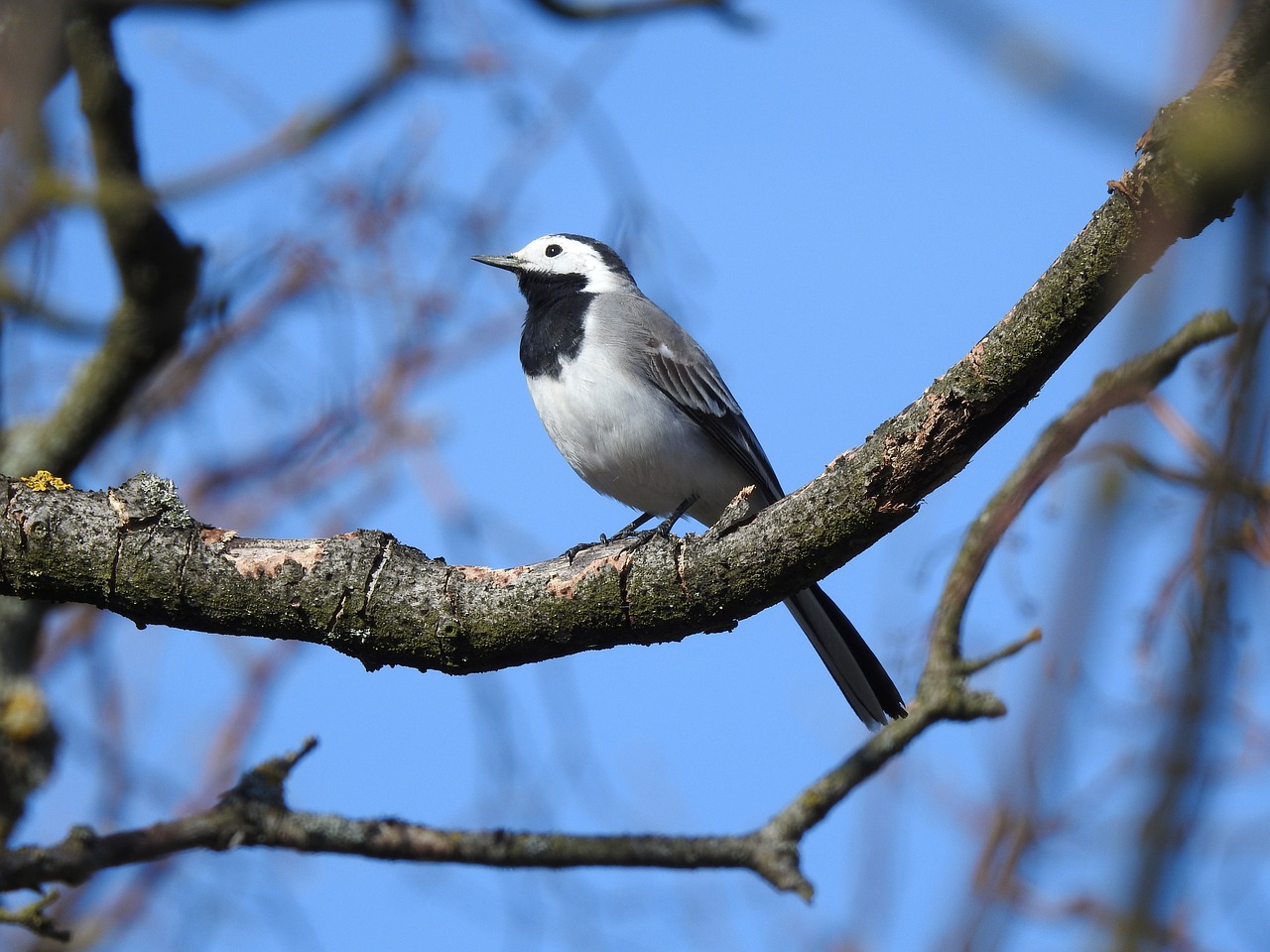 white wagtail bird branch free photo